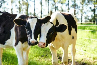 Livestock picture containing two cows